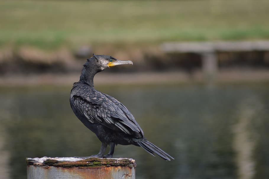 2022_03_cormorant-bird-plumage-nature