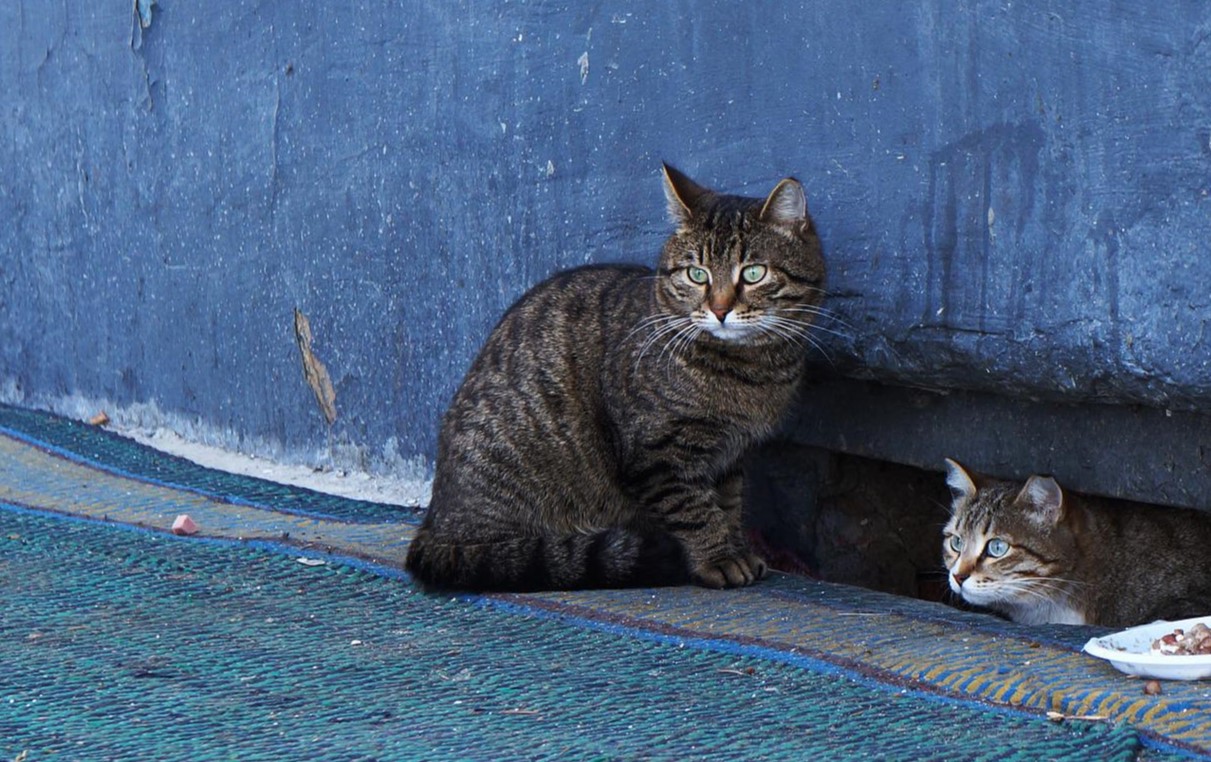 cats-gdf160a7a6_1920