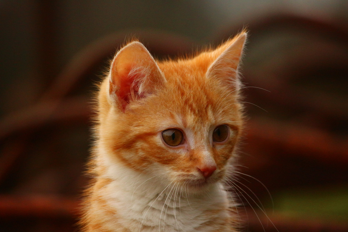Katt Pixnio