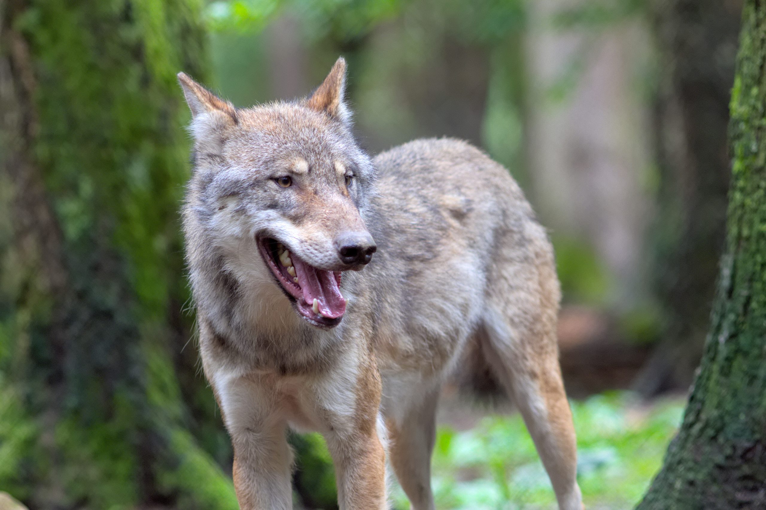 animal-wildlife-zoo-portrait-mammal-wolf-604543-pxhere.com