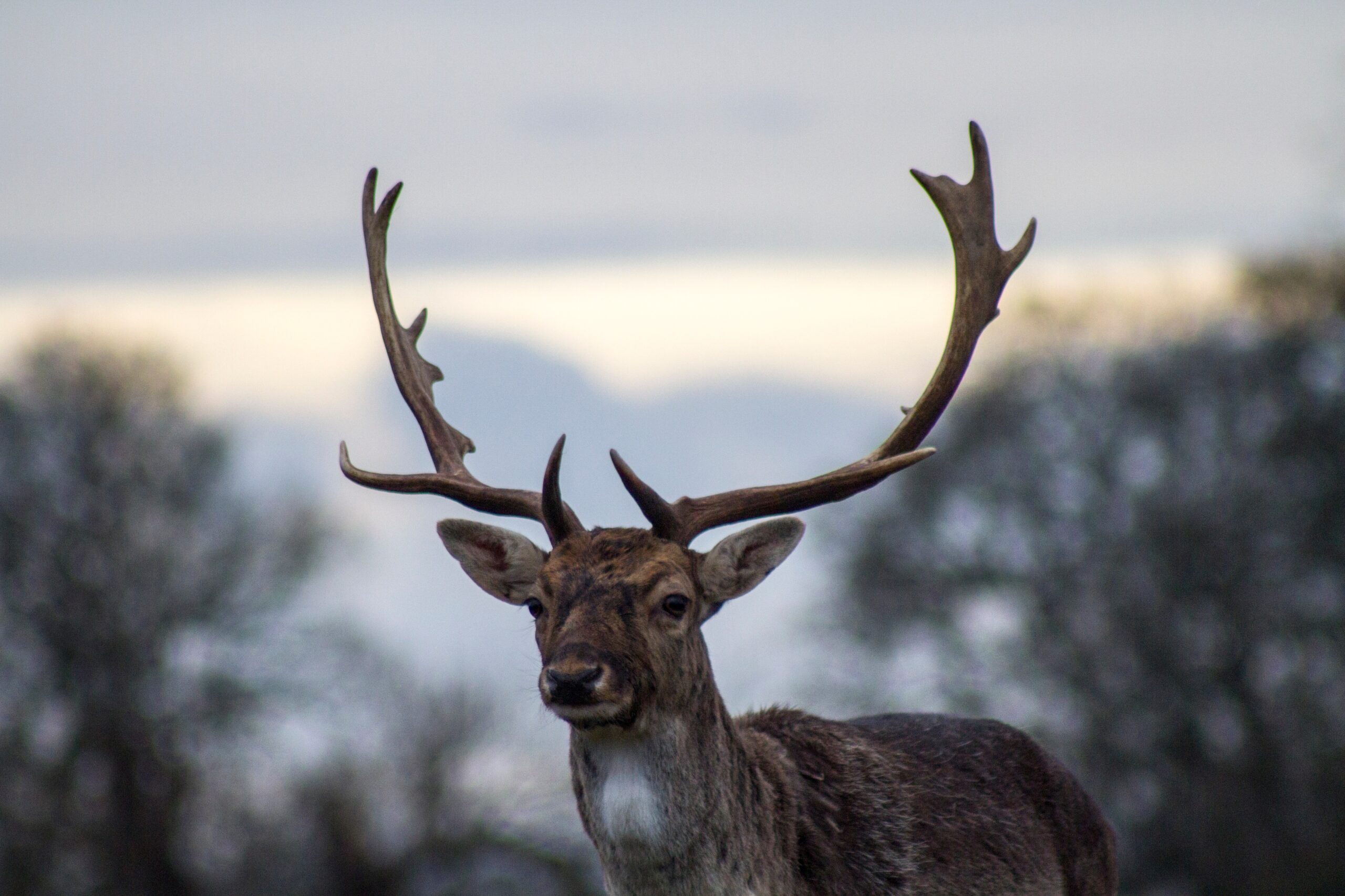 nature-animal-wildlife-deer-horn-stag-32858-pxhere.com_