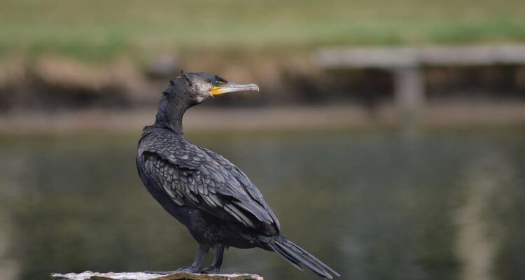 2022_03_cormorant-bird-plumage-nature