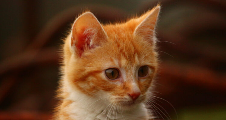 Katt Pixnio