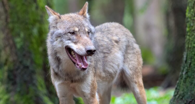 animal-wildlife-zoo-portrait-mammal-wolf-604543-pxhere.com