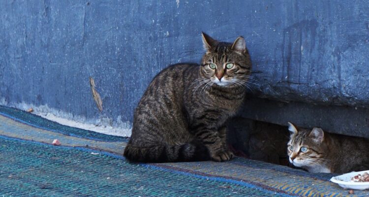 cats-gdf160a7a6_1920