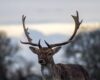 nature-animal-wildlife-deer-horn-stag-32858-pxhere.com_