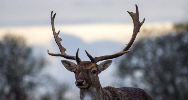 nature-animal-wildlife-deer-horn-stag-32858-pxhere.com_